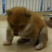 たけの画像