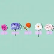 Sの画像