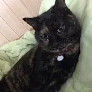 せっちゃんの画像