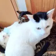 ひーの画像