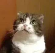 リラコの画像