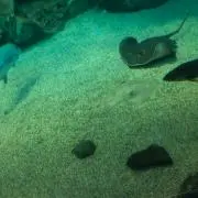 こうてゃ