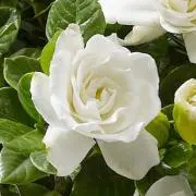 はな