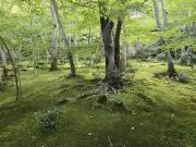 めの画像