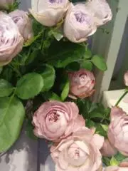 花の画像