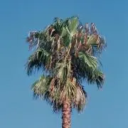 チェリーボーイ