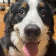 さくら○プロフ必読の画像
