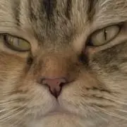 ミカエラ