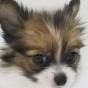 ショコたん