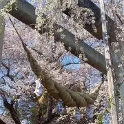 あろえりっとの画像