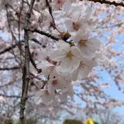 COCOの画像