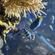 syの画像