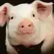 ベニコの画像