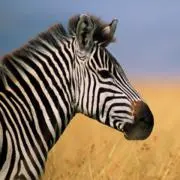 so-1の画像