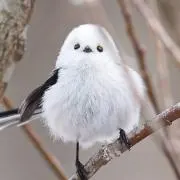かなかいとみうの画像