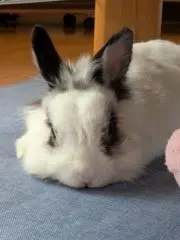 ぴち