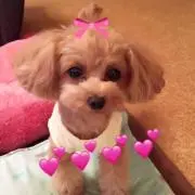 あんず