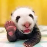 とっとーとの画像