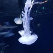 ヒーママの画像