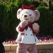 【土日祝発送】ソフィアの画像