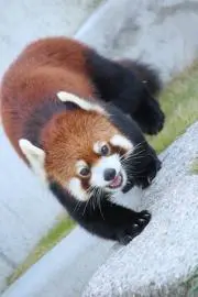 つくねの画像