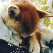 ニコの画像