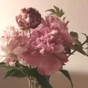 achanの画像