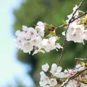 柊の画像