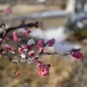 しまえながの画像
