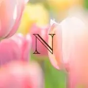 Nの画像