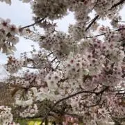 さくらの画像