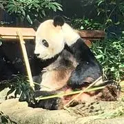 ももまま