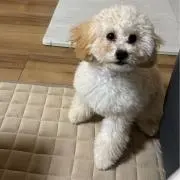 こ