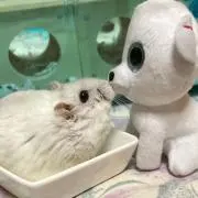 しょこらんの画像