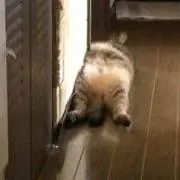 ホンコン55