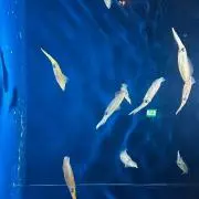 .の画像
