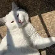 チビ