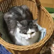 Aya