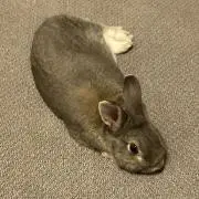 やきさけの画像