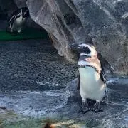 ぺいの画像