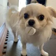 まこたろう