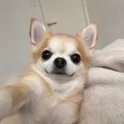 トリプルキックの画像