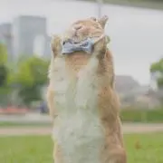 うさまる