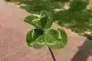 Sakuの画像