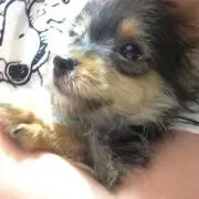 ひなまま