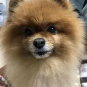こんたの画像