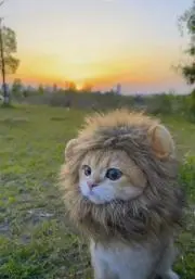 mimi*☽⋆の画像