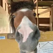 あけの画像