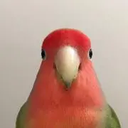 イーの画像