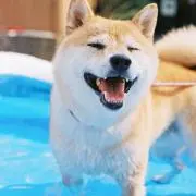 ゆきだるまの画像